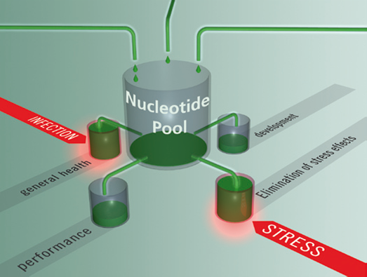 nucleotides